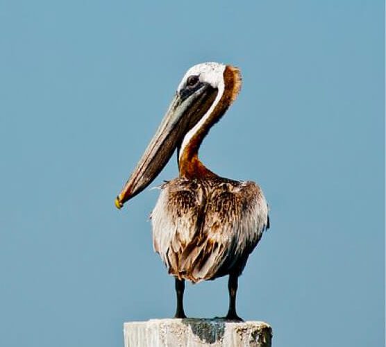绿色无污染的cc攻击工具