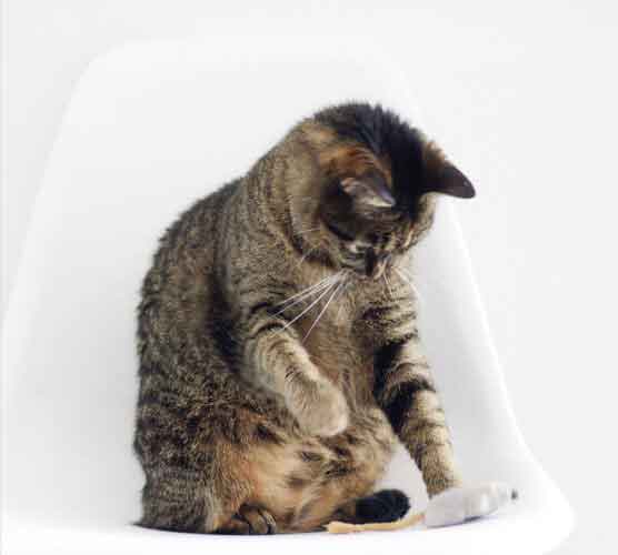 ddos在线攻击平台